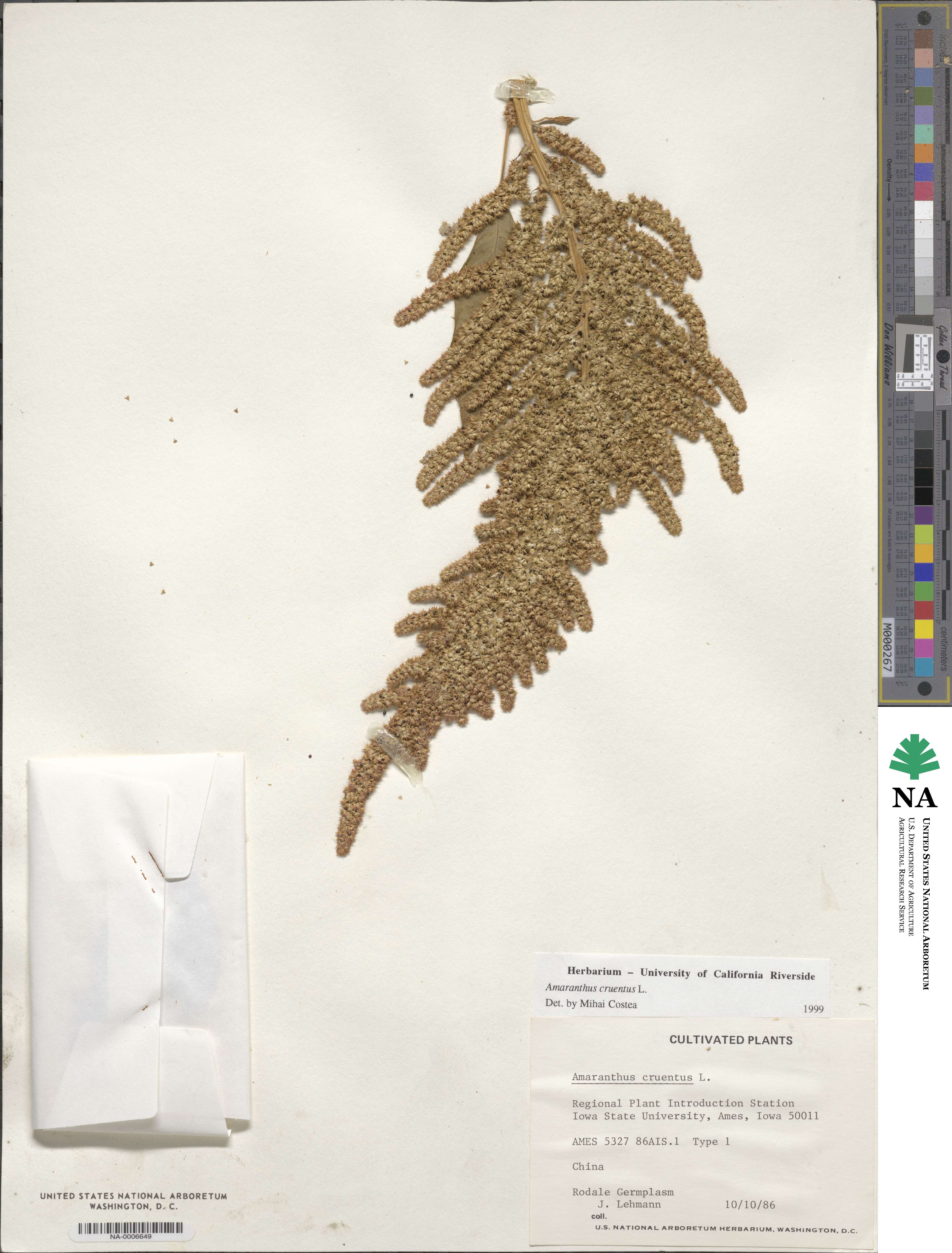 Amaranthus cruentus image