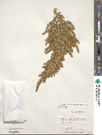 Amaranthus cruentus image