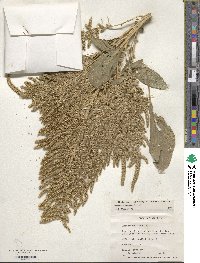 Amaranthus hypochondriacus image