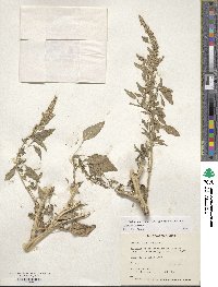 Amaranthus cruentus image