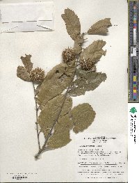 Castanea mollissima image