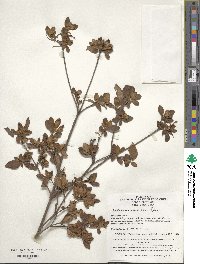 Rhododendron mariesii image