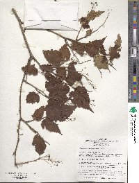 Neillia hanceana image