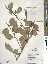 Image of Stachyurus chinensis