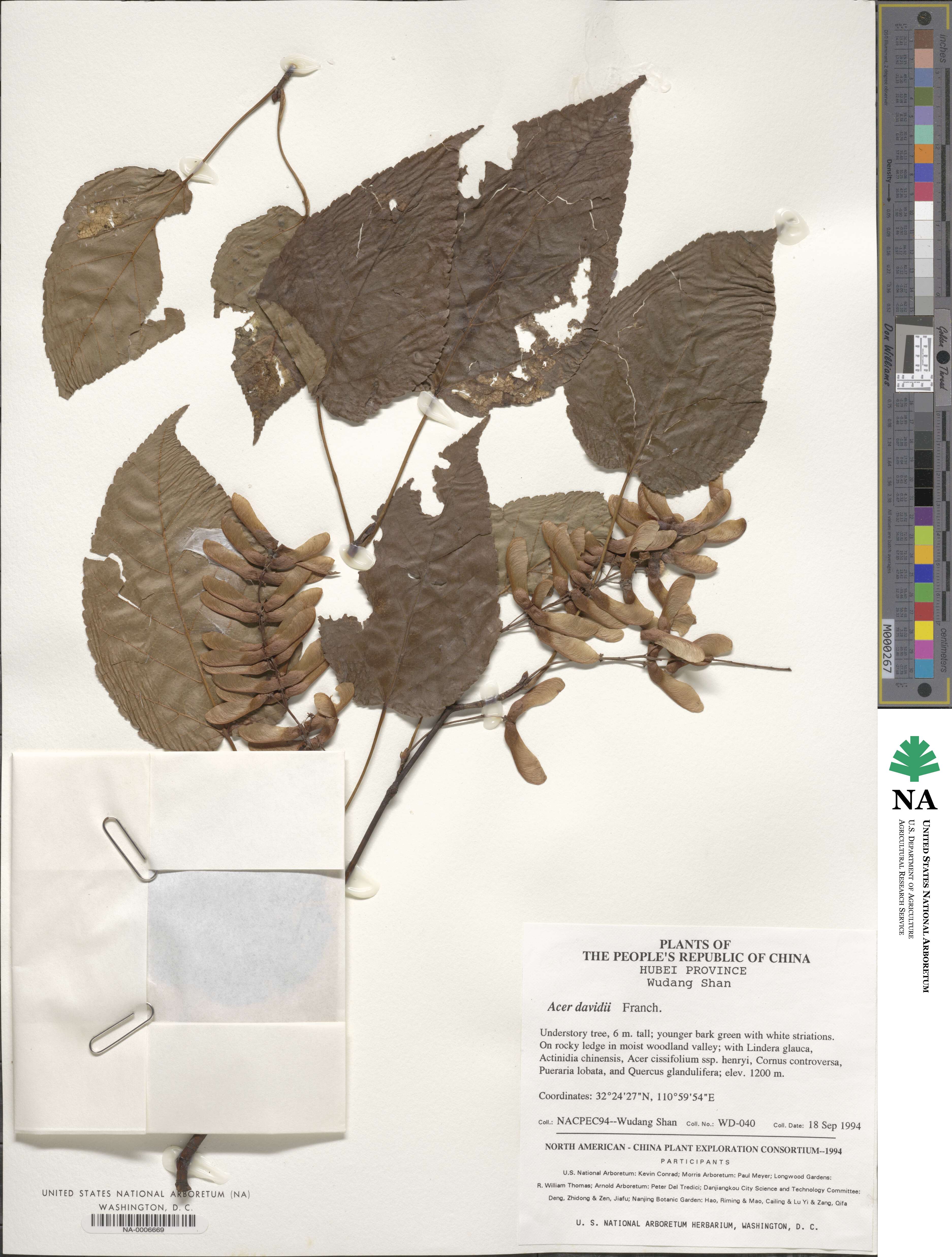 Acer davidii image