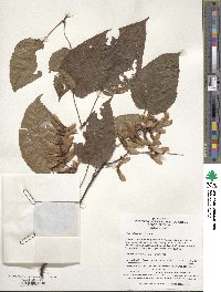 Acer davidii image