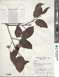 Diospyros lotus image