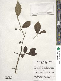 Image of Euonymus hamiltonianus