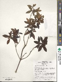 Rhododendron micranthum image