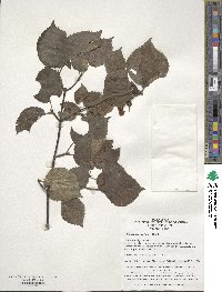 Viburnum erosum image