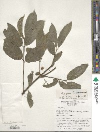 Euonymus hamiltonianus image