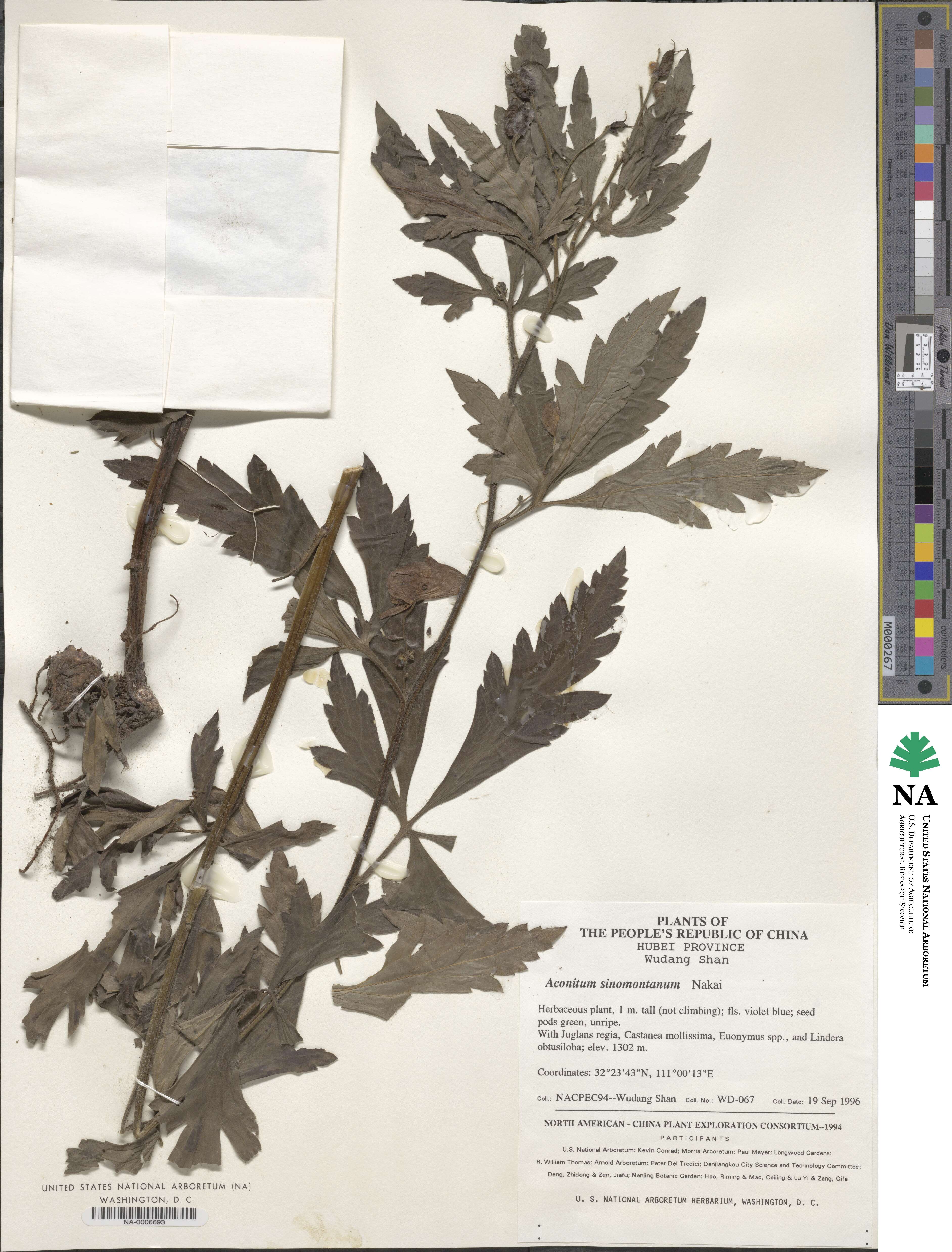 Aconitum sinomontanum image