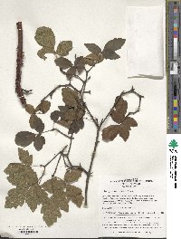 Image of Acer griseum