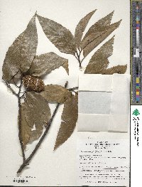 Castanea henryi image