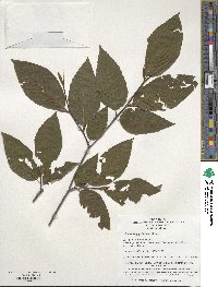 Fagus sinensis image