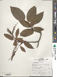 Lyonia ovalifolia image