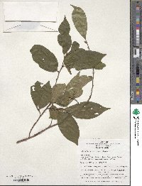 Image of Stewartia sinensis