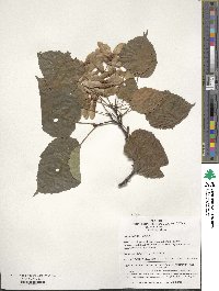 Acer davidii image