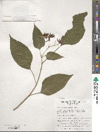 Clerodendrum trichotomum image