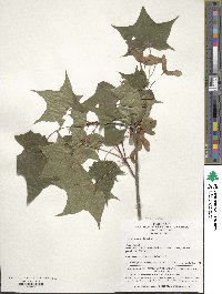 Acer pictum image