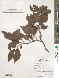 Styrax japonicus image