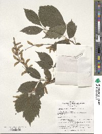 Image of Acer henryi