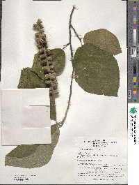 Sinowilsonia henryi image