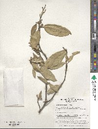 Elaeagnus pungens image