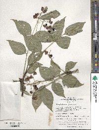 Euonymus japonicus image