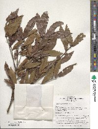 Quercus serrata image