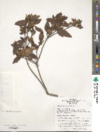 Rhododendron simsii image