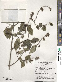 Philadelphus pekinensis image