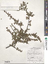 Cotoneaster adpressus image