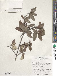 Viburnum utile image