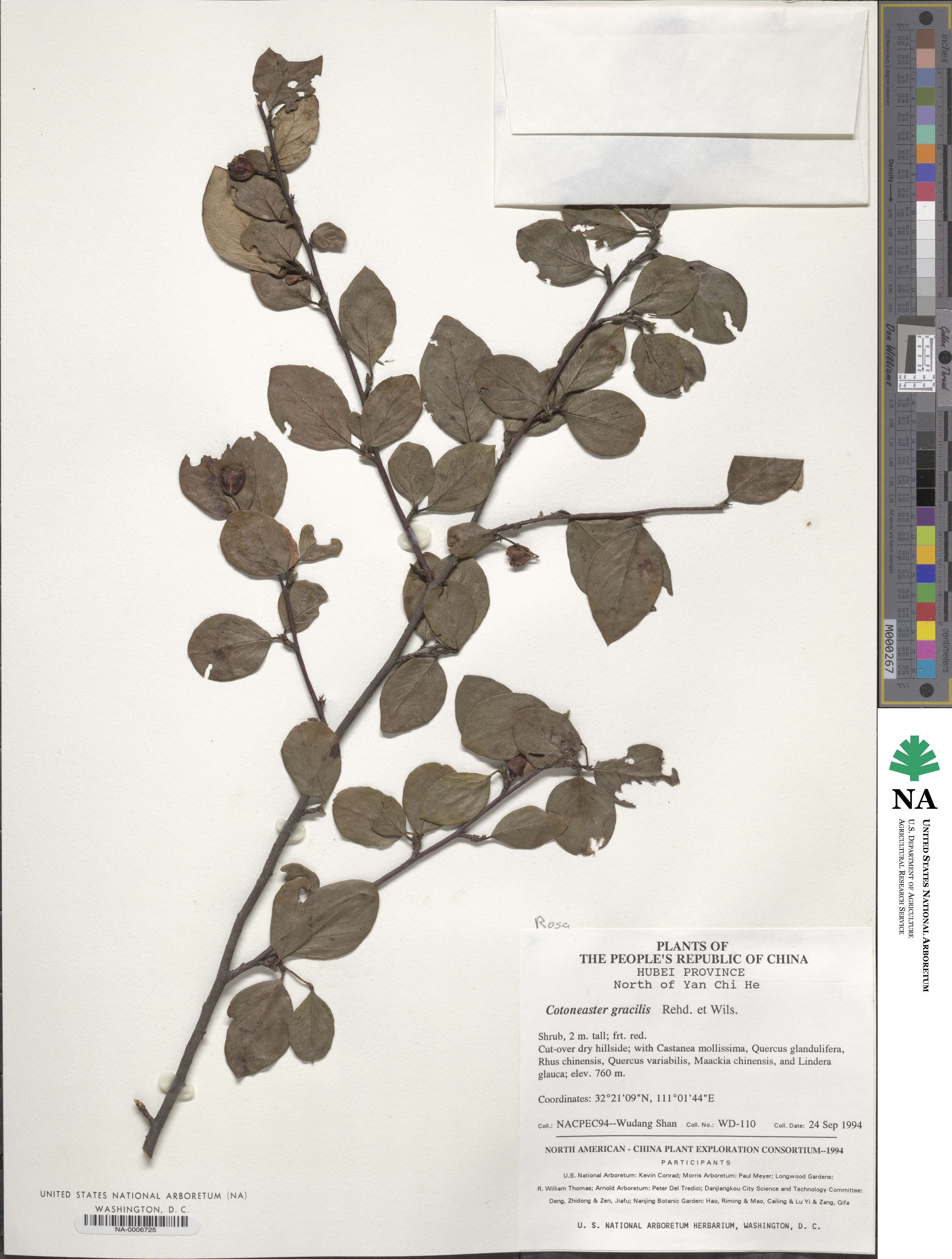 Cotoneaster gracilis image