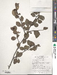 Cotoneaster gracilis image