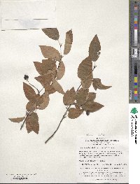 Image of Amelanchier asiatica