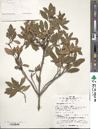 Rhododendron micranthum image