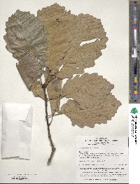 Image of Quercus aliena