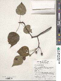 Pyrus calleryana image