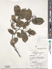 Photinia parviflora image