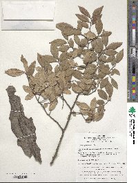 Ulmus parvifolia image