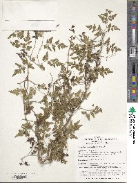 Image of Lygodium japonicum