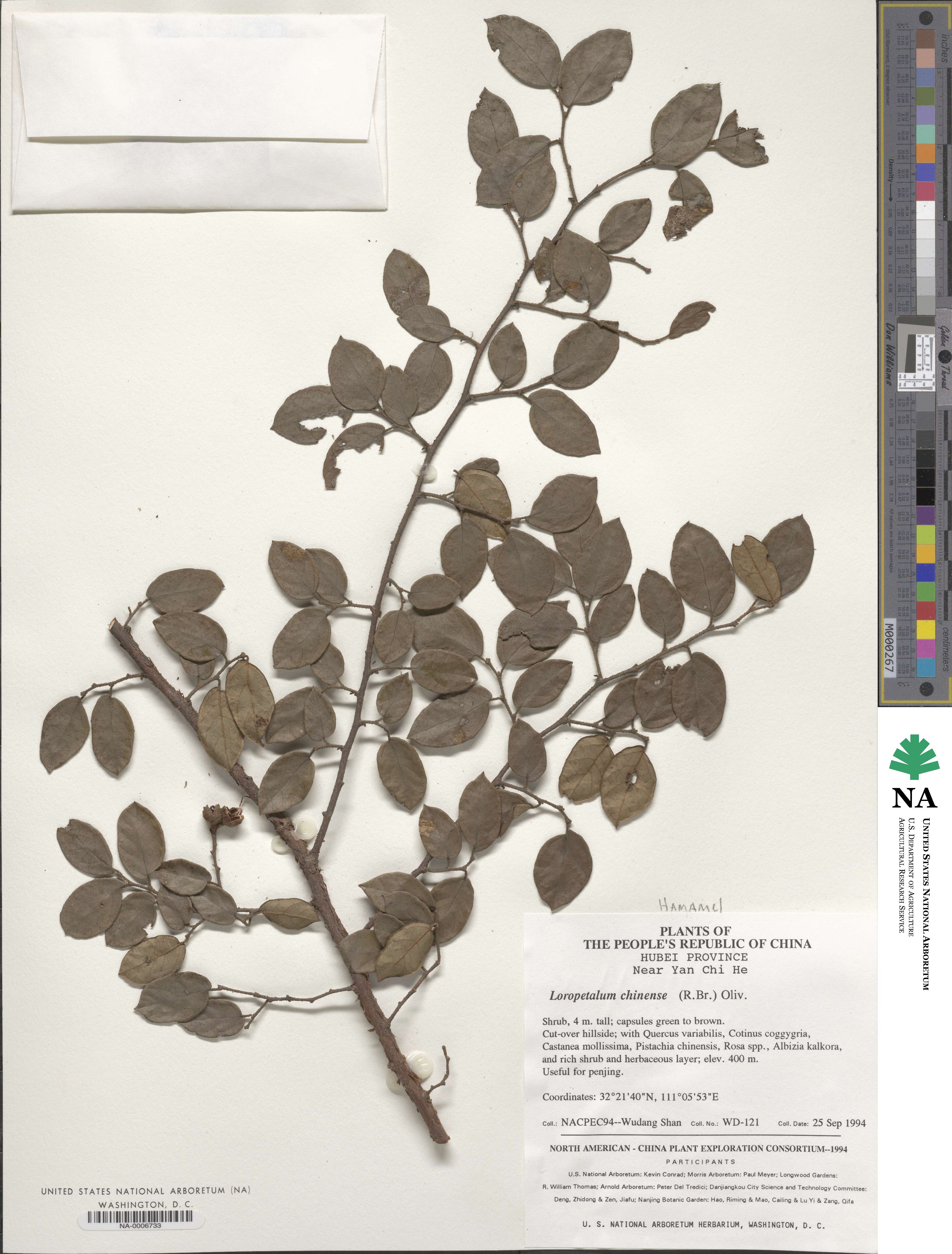 Loropetalum chinense image