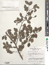 Loropetalum chinense image