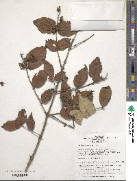 Image of Kolkwitzia amabilis