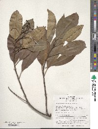 Image of Photinia serratifolia