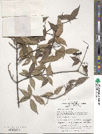 Viburnum erosum image