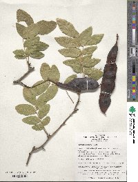 Image of Gleditsia sinensis