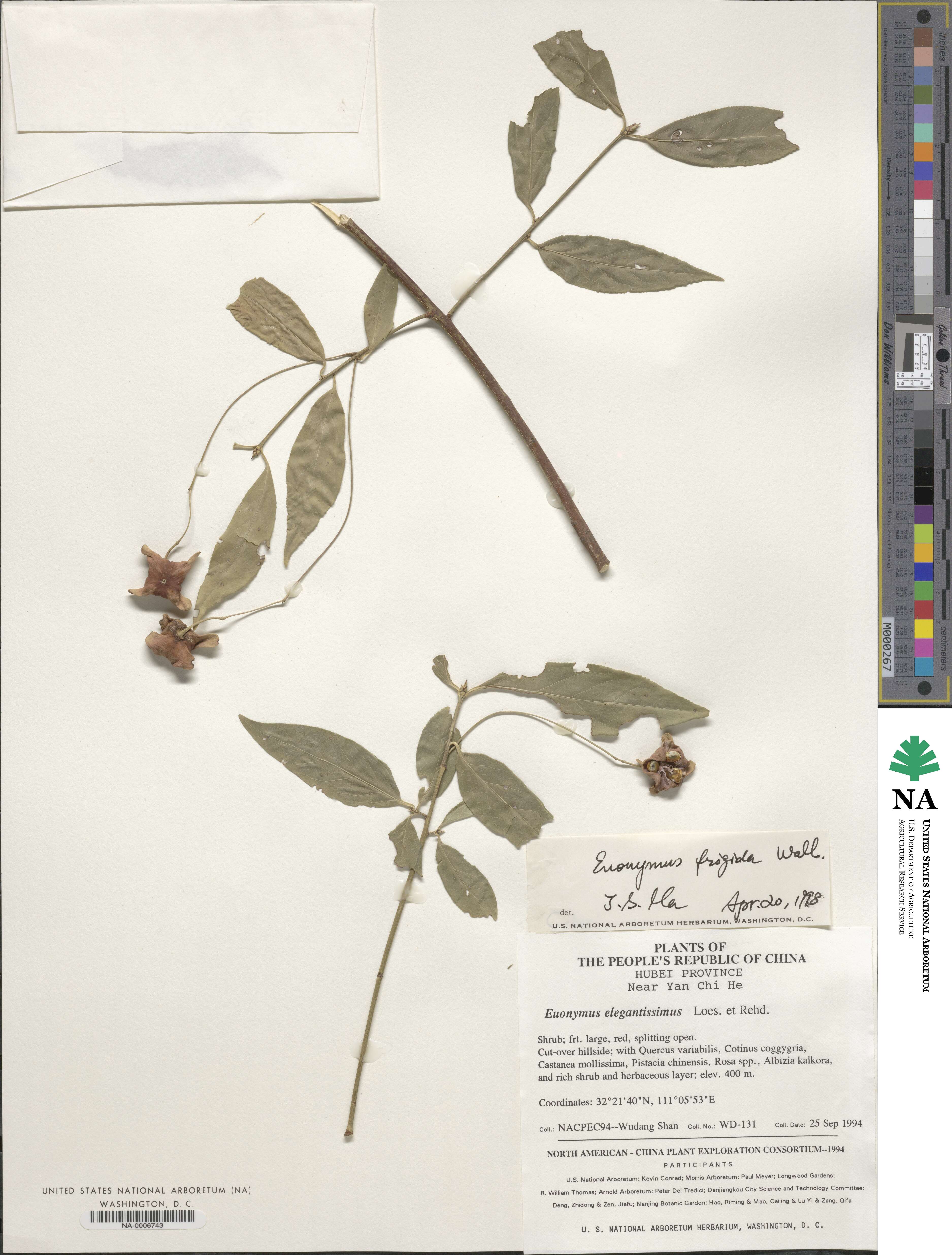 Euonymus frigidus image